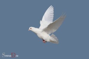 What is the Spiritual Meaning of Dove?