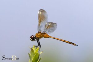 What is the Spiritual Meaning of Dragonfly?