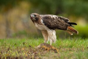 What is the Spiritual Meaning of Hawks?