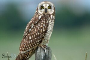 What is the Spiritual Meaning of Hearing an Owl? Wisdom!