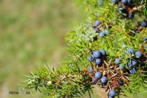 What is the Spiritual Meaning of Juniper? Protection!
