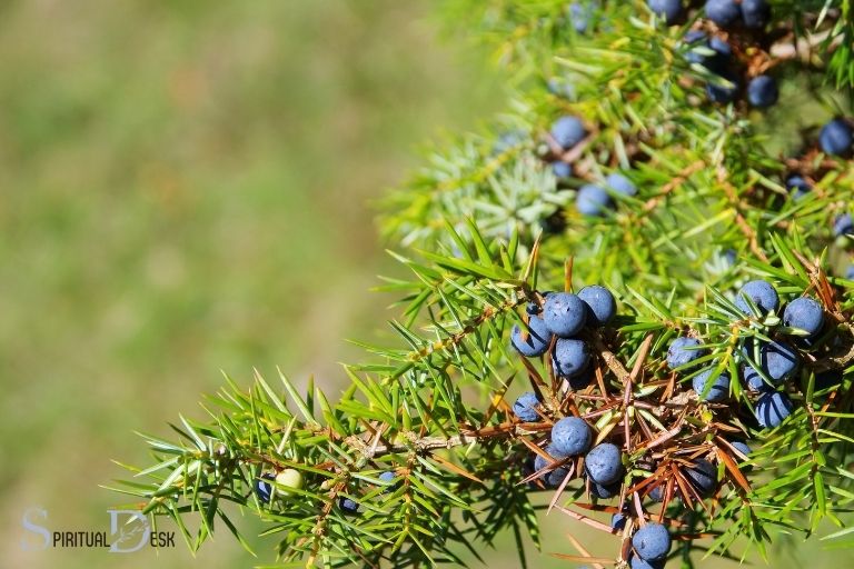 what is the spiritual meaning of juniper