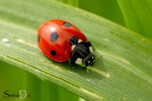 What is the Spiritual Meaning of Ladybugs?