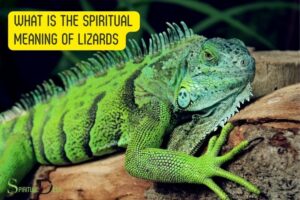what is the spiritual meaning of lizards?
