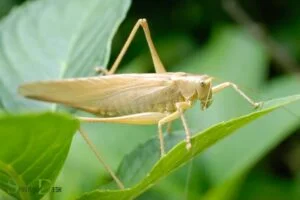 What is the Spiritual Meaning of Locust? Transformation!