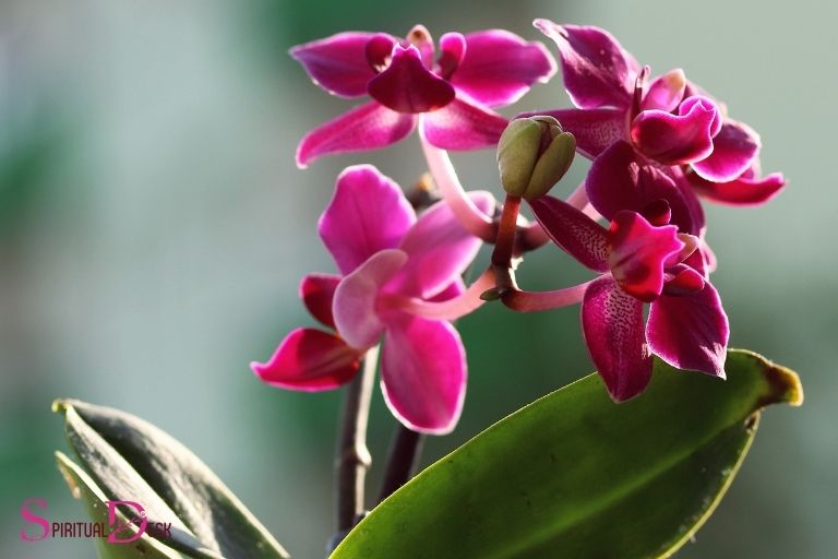 what is the spiritual meaning of orchids