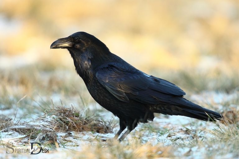 what is the spiritual meaning of ravens