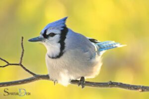 What is the Spiritual Meaning of Seeing a Blue Jay?