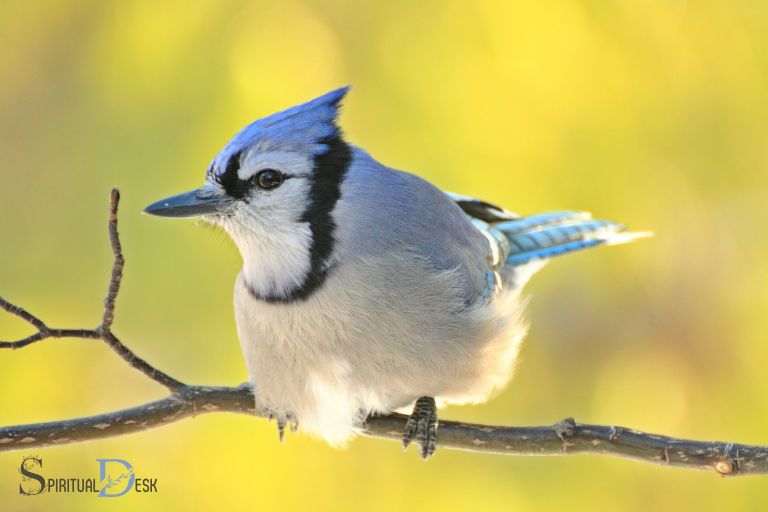 what is the spiritual meaning of seeing a blue jay