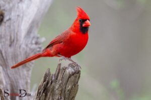 What is the Spiritual Meaning of Seeing a Cardinal? Love!