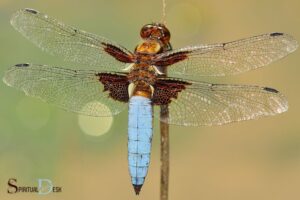 What is the Spiritual Meaning of Seeing a Dragonfly?