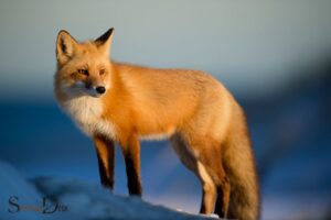 What Is The Spiritual Meaning Of Seeing A Fox?