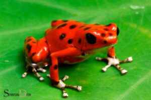 What Is The Spiritual Meaning Of Seeing A Frog? Fertility