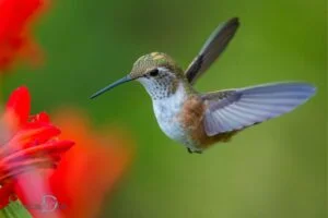 What is the Spiritual Meaning of Seeing a Hummingbird? Joy!
