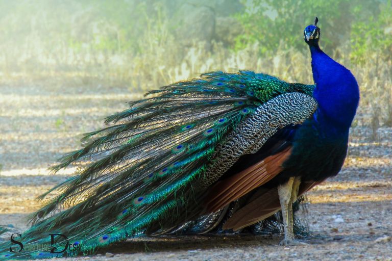 what is the spiritual meaning of seeing a peacock