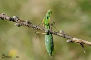 What is the spiritual meaning of seeing a praying mantis?