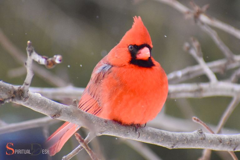 what is the spiritual meaning of seeing a red cardinal