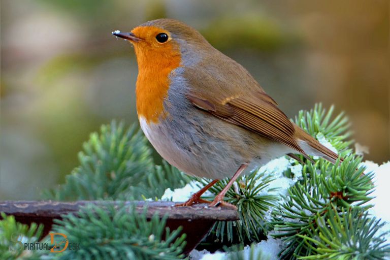 what is the spiritual meaning of seeing a robin