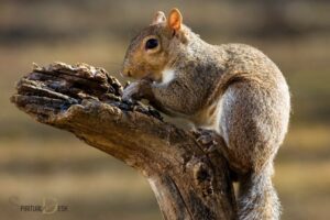 what is the spiritual meaning of seeing a squirrel?
