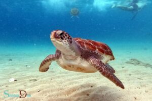 what is the spiritual meaning of seeing a turtle?