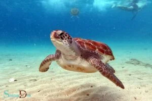 what is the spiritual meaning of seeing a turtle