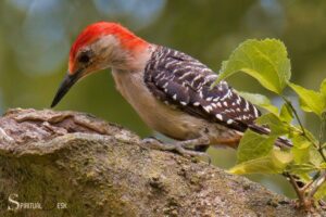What is the Spiritual Meaning of Seeing a Woodpecker?
