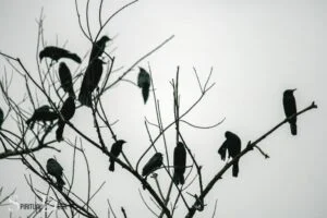 What is The Spiritual Meaning of Seeing Crows? Change!