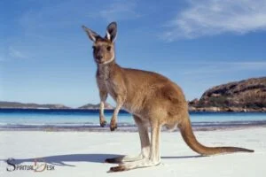 what is the spiritual meaning of seeing kangaroos