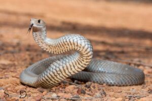 What is the Spiritual Meaning of Snake