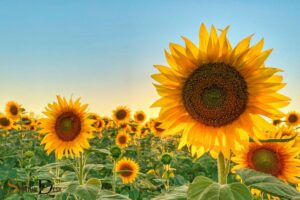 What Is The Spiritual Meaning Of Sunflowers? Happiness!