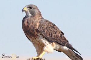 what is the spiritual meaning of the hawk?