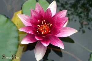 What Is The Spiritual Meaning Of The Lotus Flower? Rebirth!