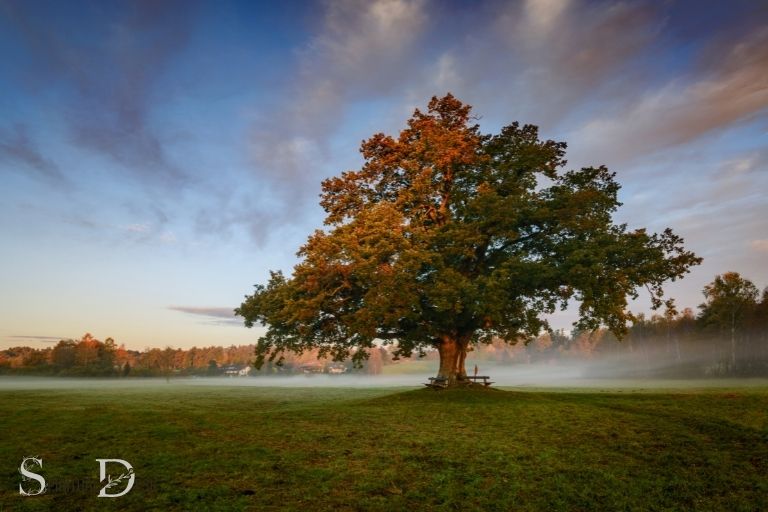 what is the spiritual meaning of the tree of life