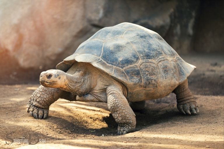 what is the spiritual meaning of tortoise