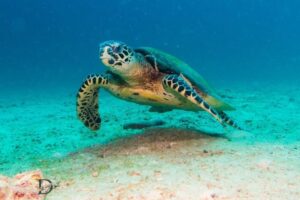 What Is The Spiritual Meaning Of Turtles?