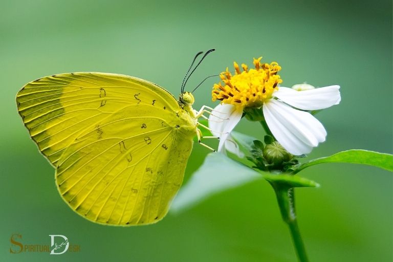 what is the spiritual meaning of yellow butterflies