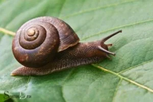 What is the Spiritual Meaning When You See Snails? Progress