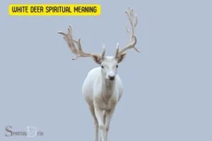 White Deer Spiritual Meaning: A Sign of Good Luck!
