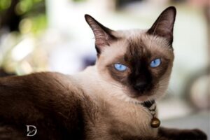 Why were Siamese Cats Thought to Be Spiritual Guards?