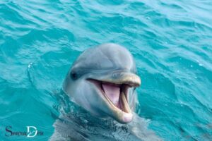 Can Closely Dolphin Listen Spiritual Meaning – No!