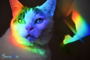 Cat Color Meanings Spiritual: A Aomplete Guide!