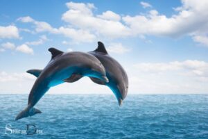 Dolphin Spiritual Meaning Twin Flame