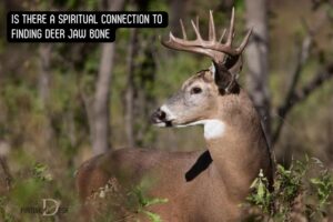Is There a Spiritual Connection to Finding Deer Jaw Bone?