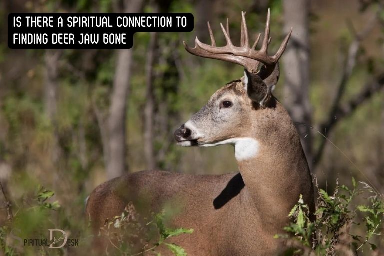 is there a spiritual connection to finding deer jaw bone