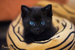 Spiritual Black Cat Names: Luna, Nyx, Kali, Anubis, Lilith!