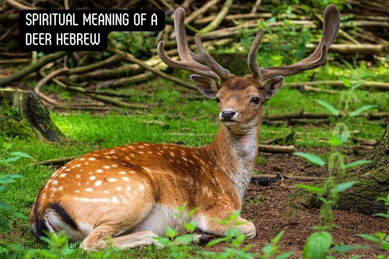 spiritual meaning of a deer hebrew