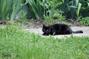 Spiritual Meaning of Black Cat Crossing Your Path: Warning!