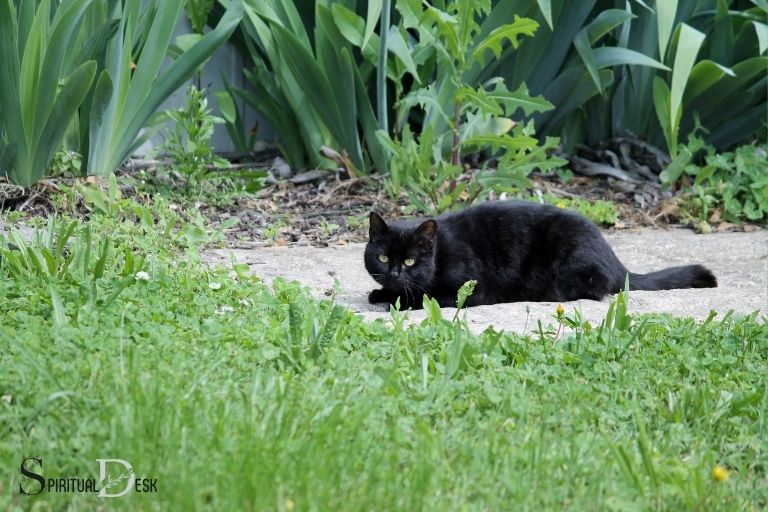 Interpretations of Black Cat Encounters