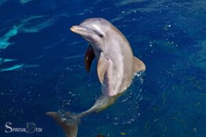 Spiritual Meaning of Dolphins