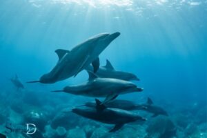 Spiritual Meaning of Dolphins in Dreams: Positive Emotions